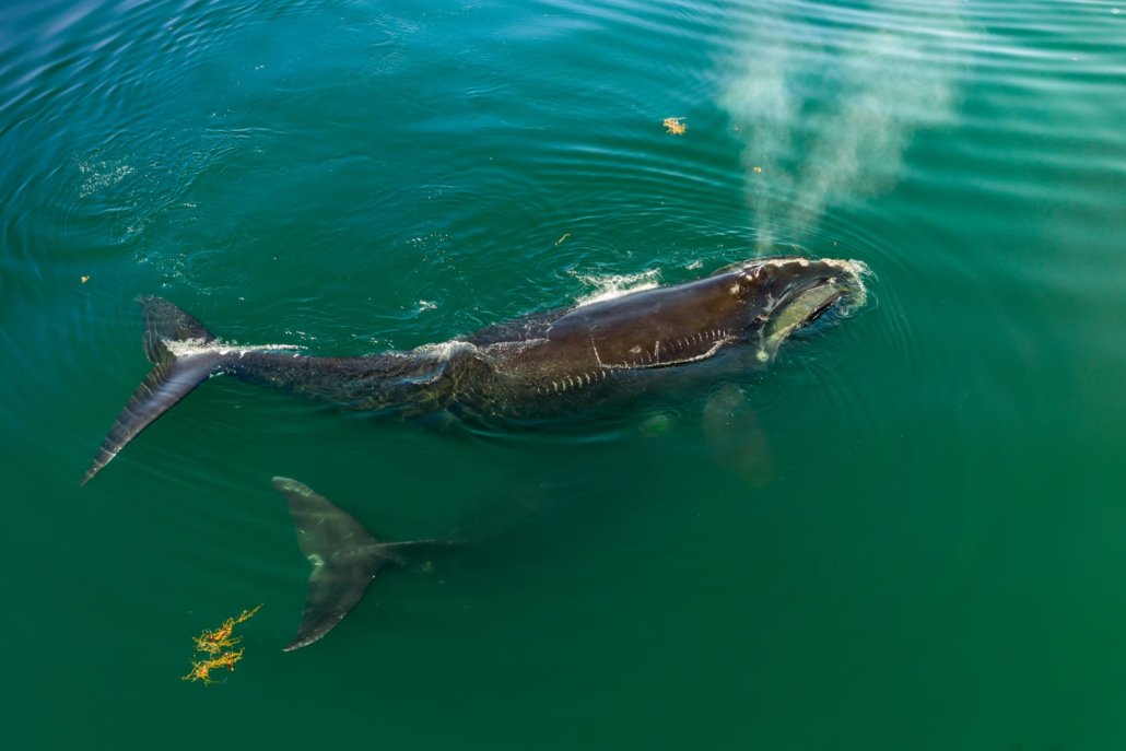 Redka severnoatlantska gladka kita plavata po zalivu Cape Cod v Massachusettsu.