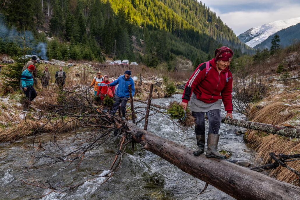 Nepridobitna organizacija Conservation Carpathia je od leta 2013 na 2000 hektarih izkrčenih gozdov posadila štiri milijone dreves, vzgojenih v lokalnih drevesnicah. Vaščane, ki nosijo sadike na mesto pogozdovanja v Valeo Lungo (’dolgo dolino’), so v organizaciji zaposlili kot sezonske delavce.