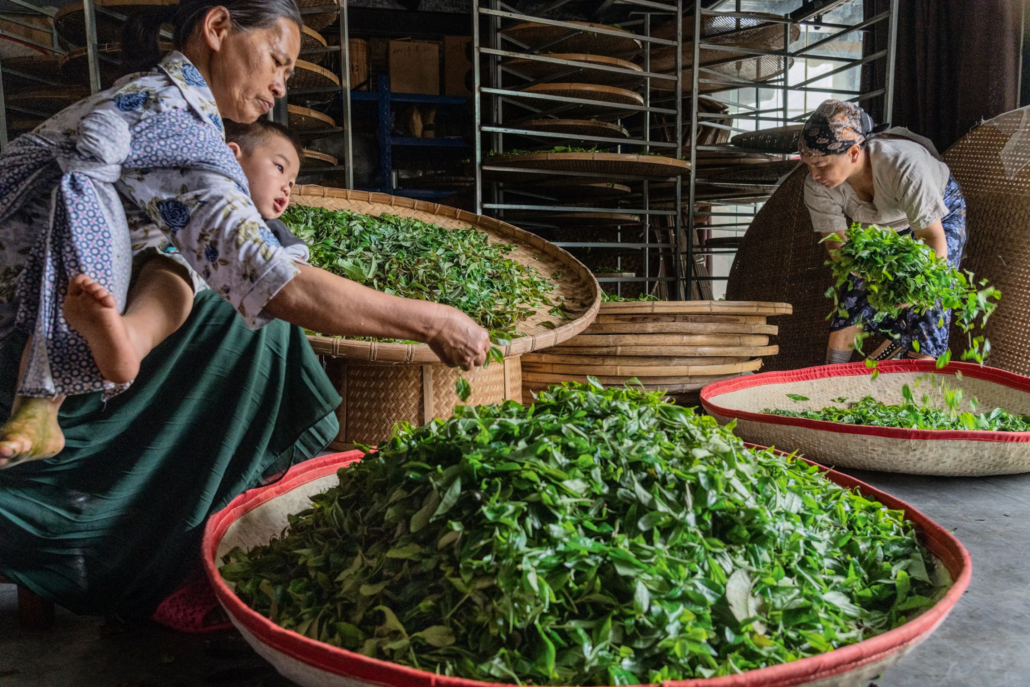 Blangi v hiši na gori Jingmai sortirajo sveže nabrane liste, da bodo iz njih začeli izdelovati pogače. Liste rastline Camellia sinensis var. assamica uporabljajo za pripravo različnih vrst črnega čaja. Za puer liste ročno zvijajo; to je nujno, da se med fermentacijo razvijejo kompleksne arome.